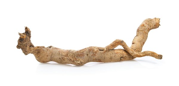 Tongkat ali examine : découvrez ses bienfaits et usages